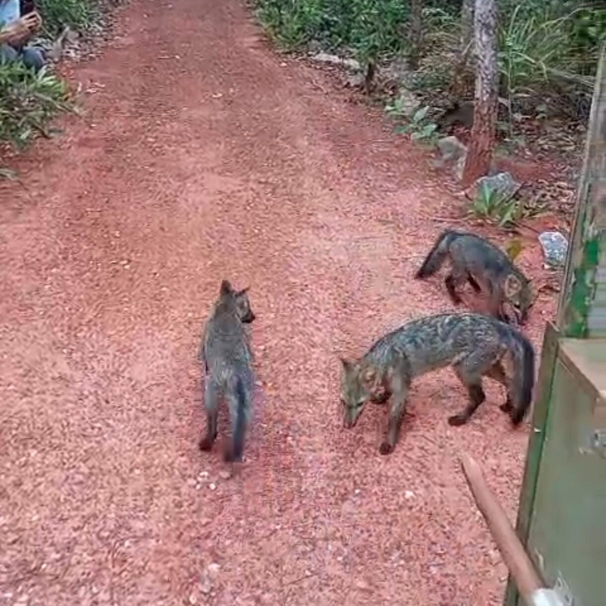 Imasul realiza soltura de mais de 60 animais silvestres no Recanto Ecológico Rio da Prata