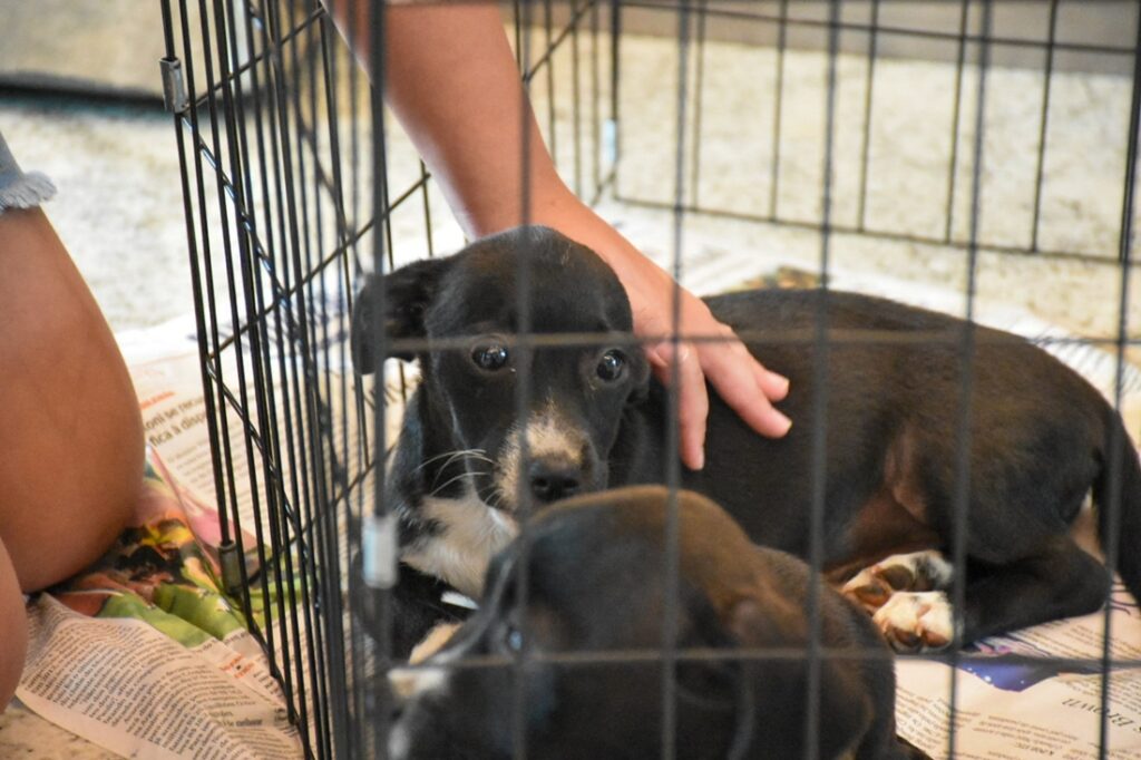 Dezembro Verde: ação incentiva a adoção responsável e o combate ao abandono de animais