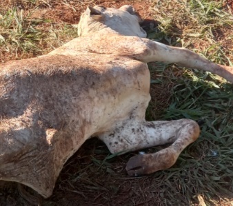 Novilhas Nelore PO avaliadas em mais R$ 45 mil são furtadas em fazenda de Três Lagoas