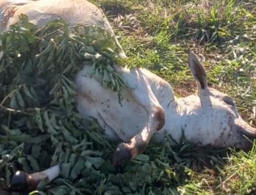 Novilhas Nelore PO avaliadas em mais R$ 45 mil são furtadas em fazenda de Três Lagoas