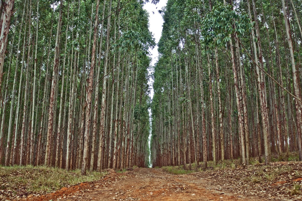 Área plantada de florestas em MS é a que mais cresce no país e chega a 1,5 milhão de hectares