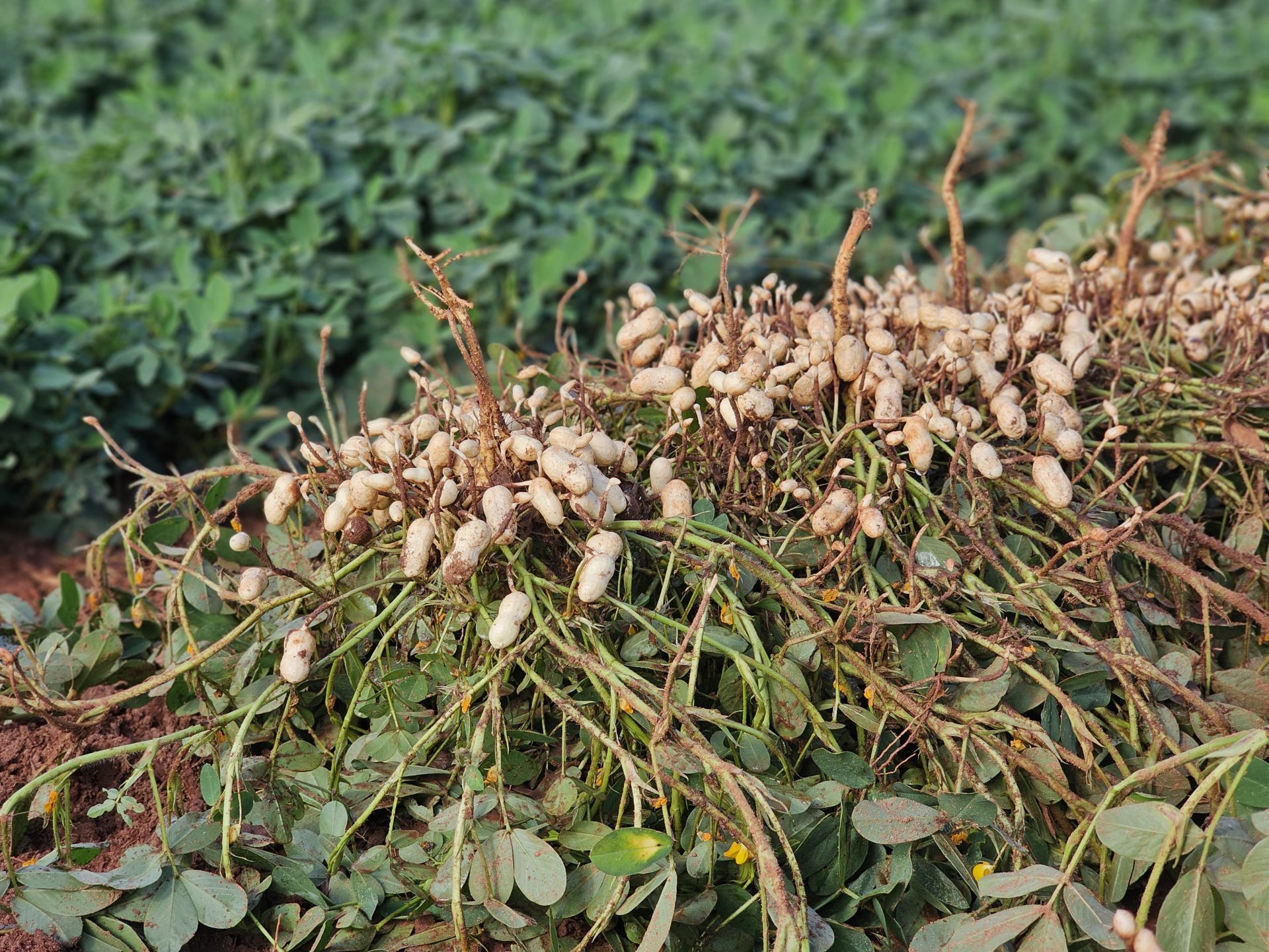 Política de diversificação agrícola faz o cultivo do amendoim crescer e consolida MS como segundo maior produtor no país