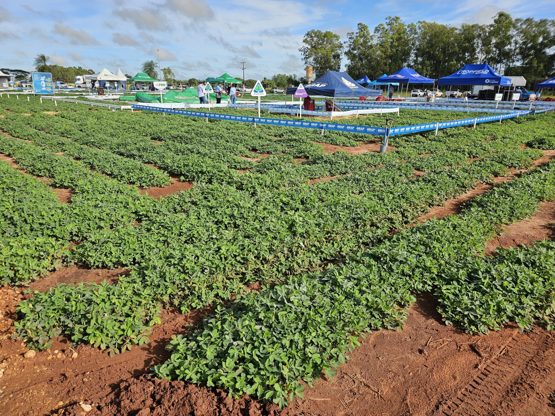 Política de diversificação agrícola faz o cultivo do amendoim crescer e consolida MS como segundo maior produtor no país