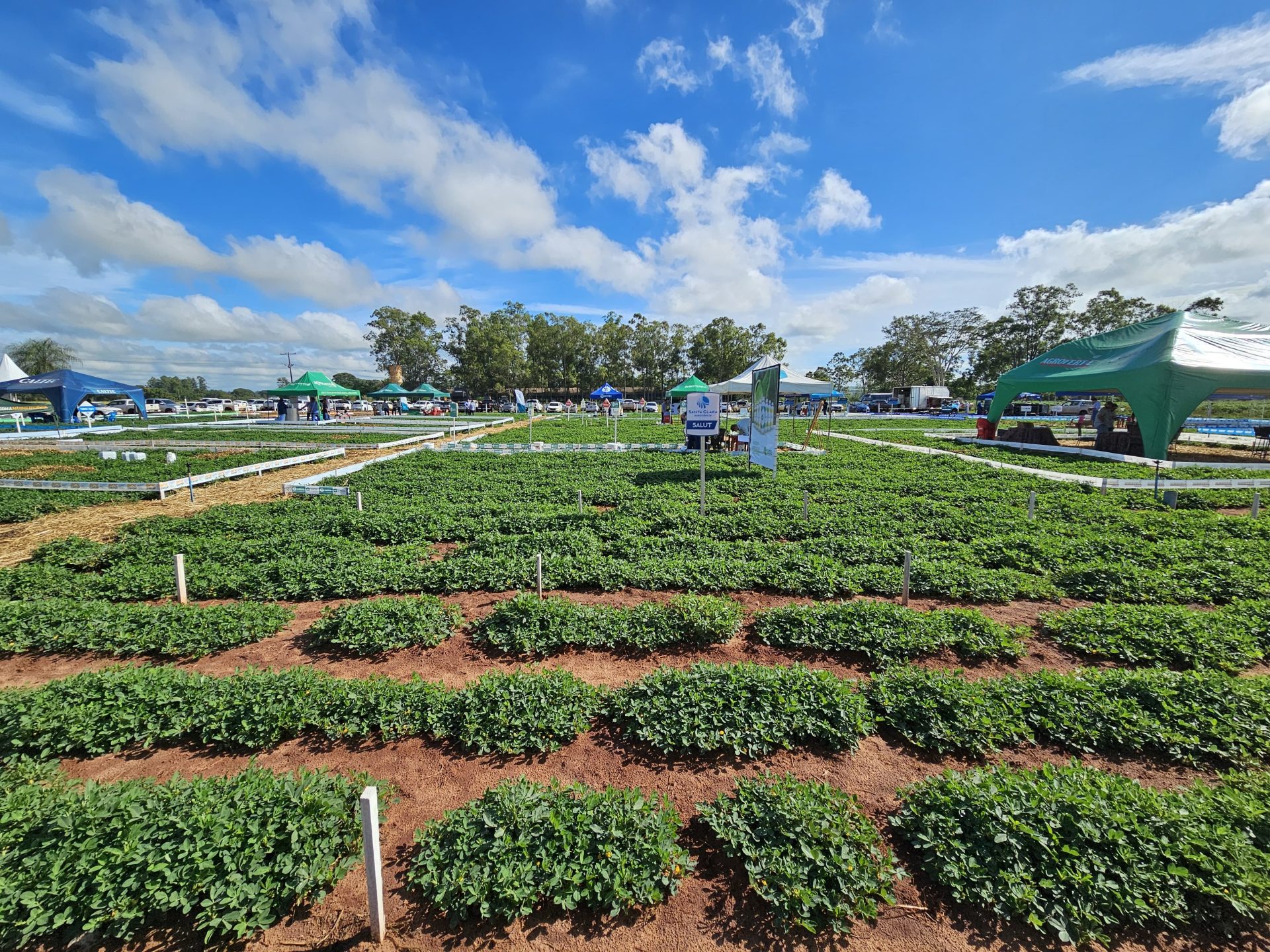 Política de diversificação agrícola faz o cultivo do amendoim crescer e consolida MS como segundo maior produtor no país