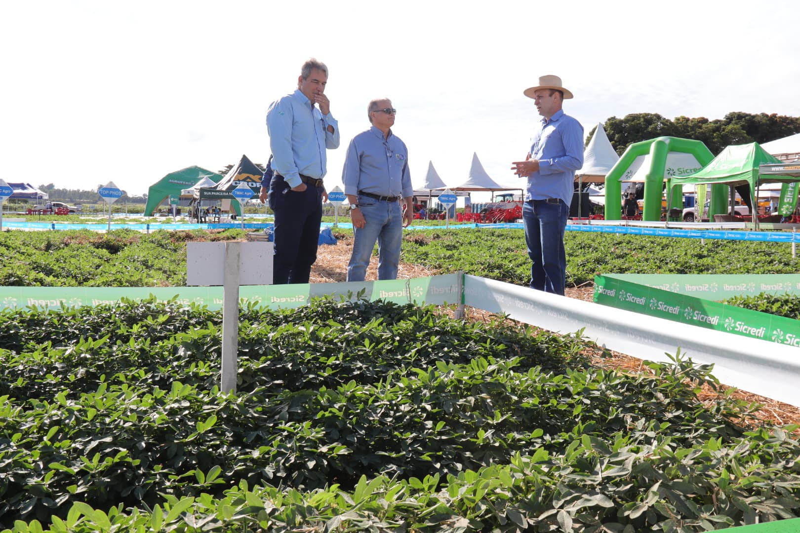 Política de diversificação agrícola faz o cultivo do amendoim crescer e consolida MS como segundo maior produtor no país