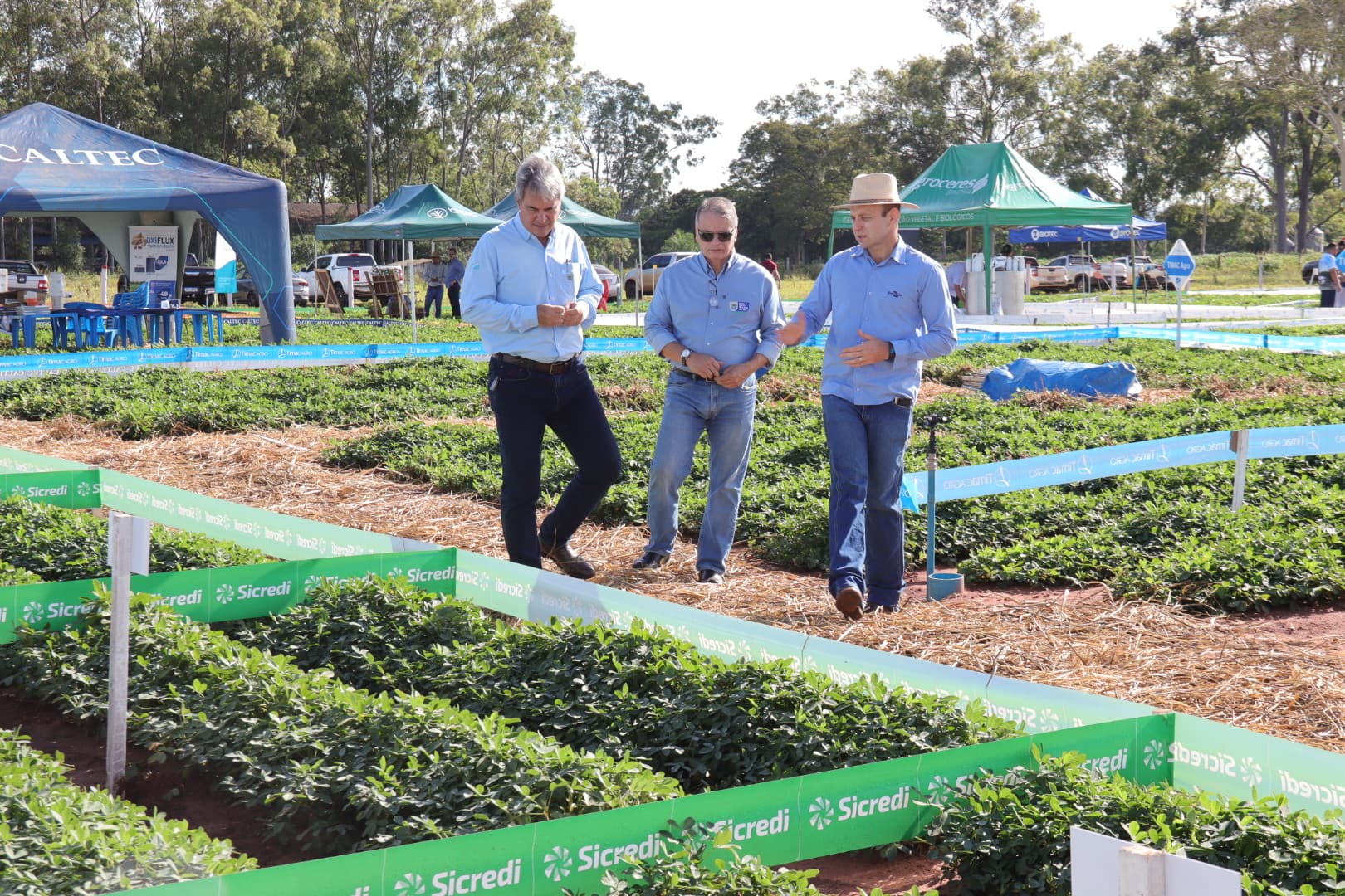 Política de diversificação agrícola faz o cultivo do amendoim crescer e consolida MS como segundo maior produtor no país