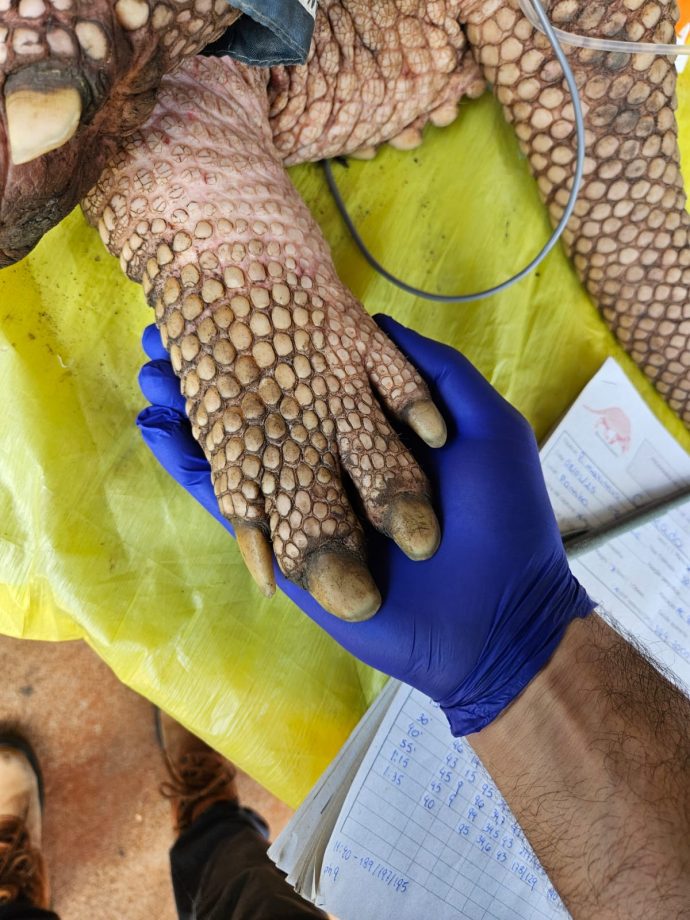 Tatus-canastra do Parque do Pombo passam a ser monitorados por GPS; Entenda