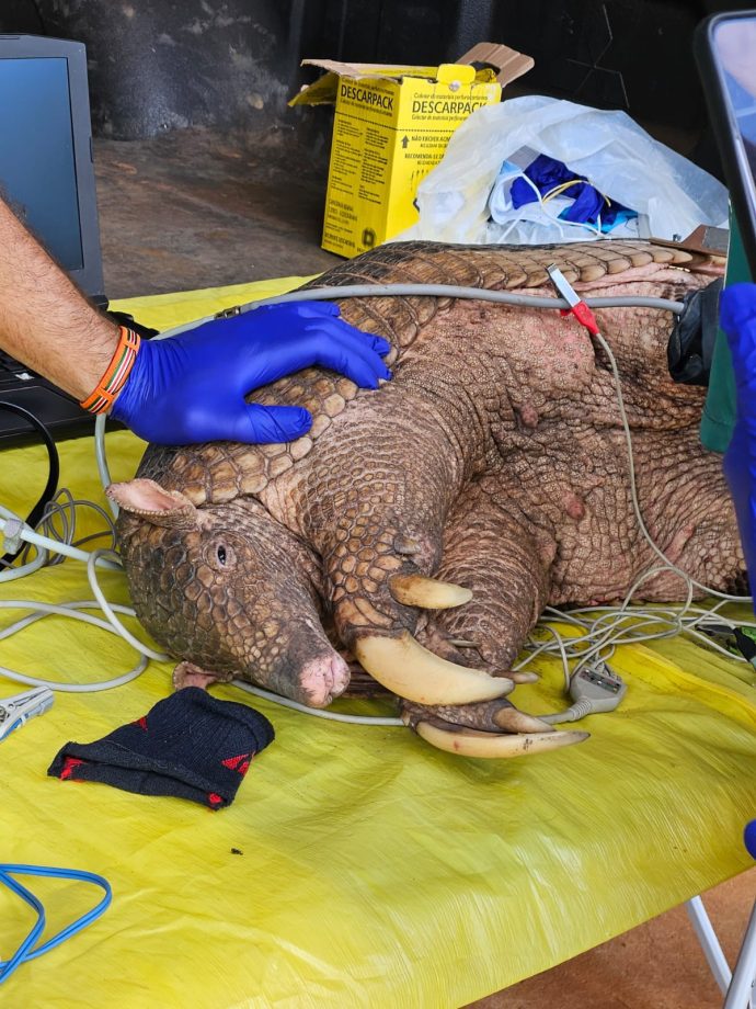 Tatus-canastra do Parque do Pombo passam a ser monitorados por GPS; Entenda