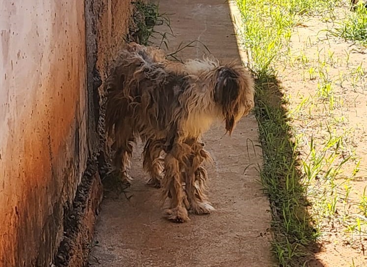 Polícia Civil resgata cachorro em estado deplorável após denúncia anônima em Santa Rita do Pardo