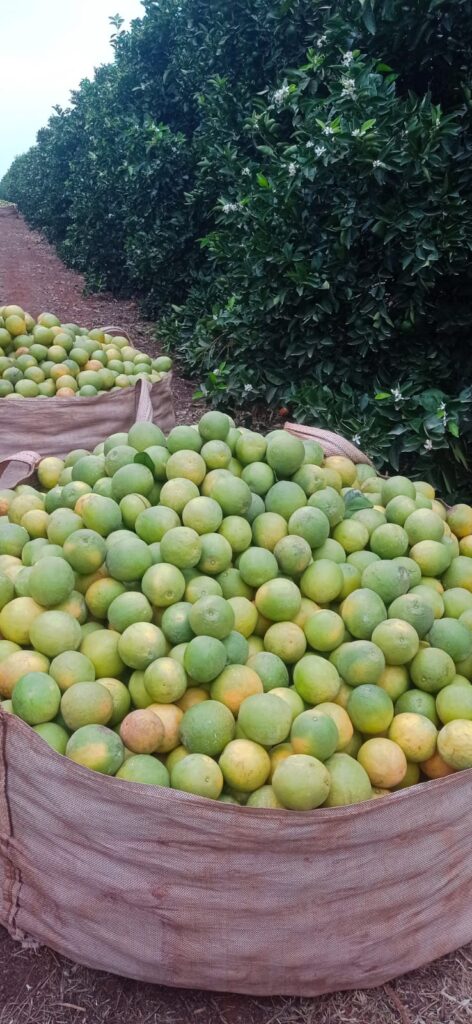 DA CELULOSE À FRUTA: citricultura avança em Três Lagoas e vai movimentar a economia da região