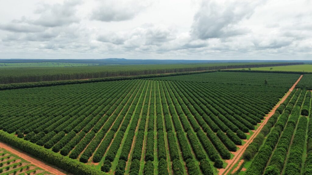 DA CELULOSE À FRUTA: citricultura avança em Três Lagoas e vai movimentar a economia da região