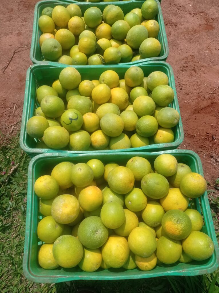 DA CELULOSE À FRUTA: citricultura avança em Três Lagoas e vai movimentar a economia da região