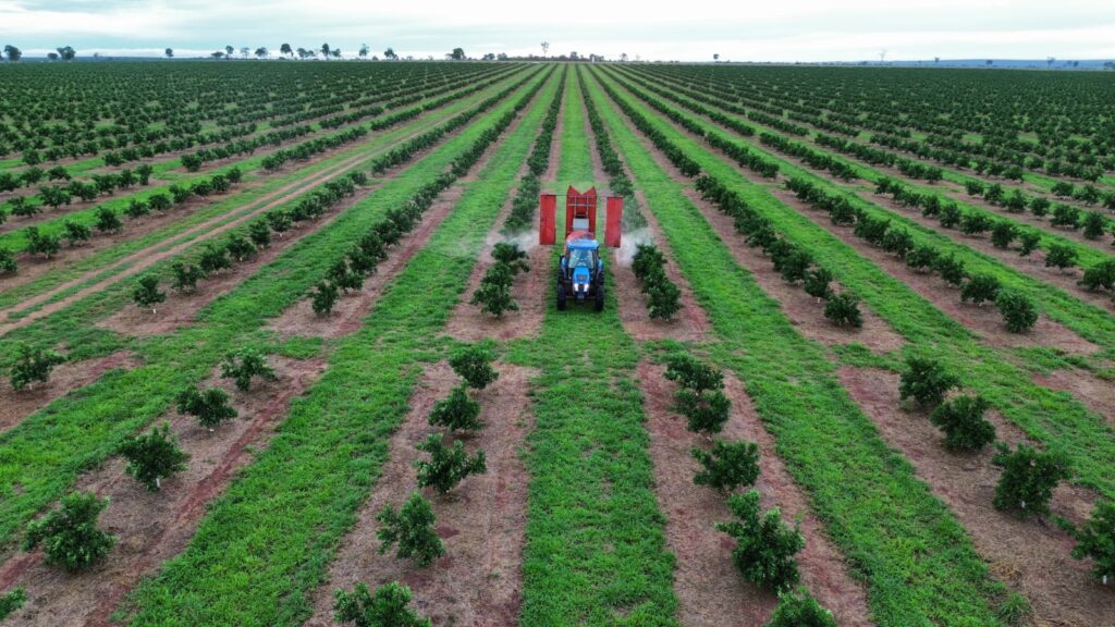 DA CELULOSE À FRUTA: citricultura avança em Três Lagoas e vai movimentar a economia da região