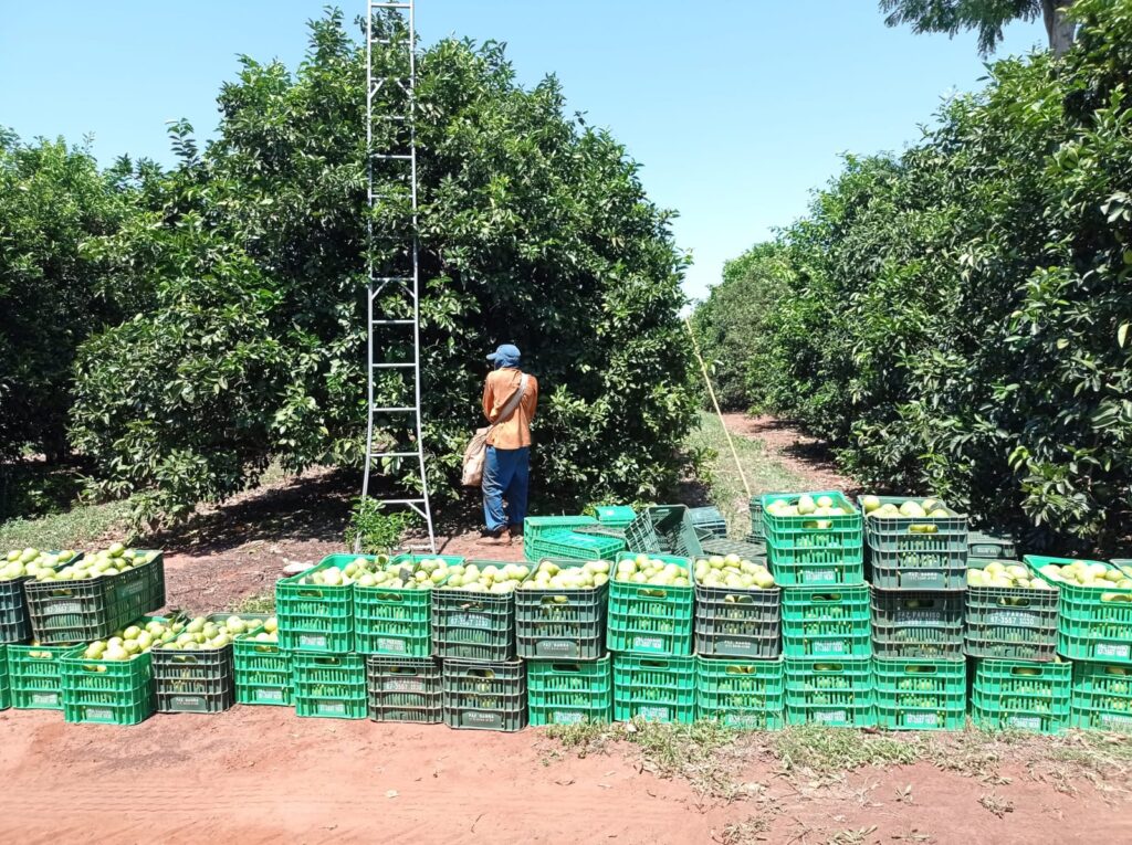 DA CELULOSE À FRUTA: citricultura avança em Três Lagoas e vai movimentar a economia da região