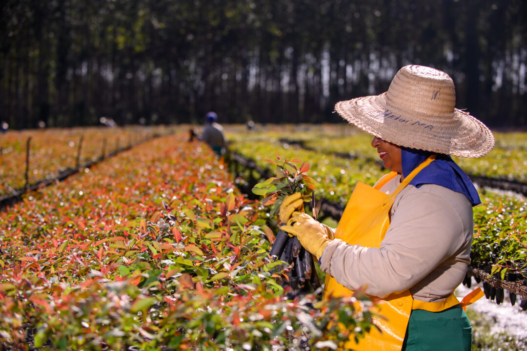 Com forte tendência para investimentos em 2025, setor de florestas plantadas contribui para alavancar a economia do Brasil e reforça diretrizes ambientais