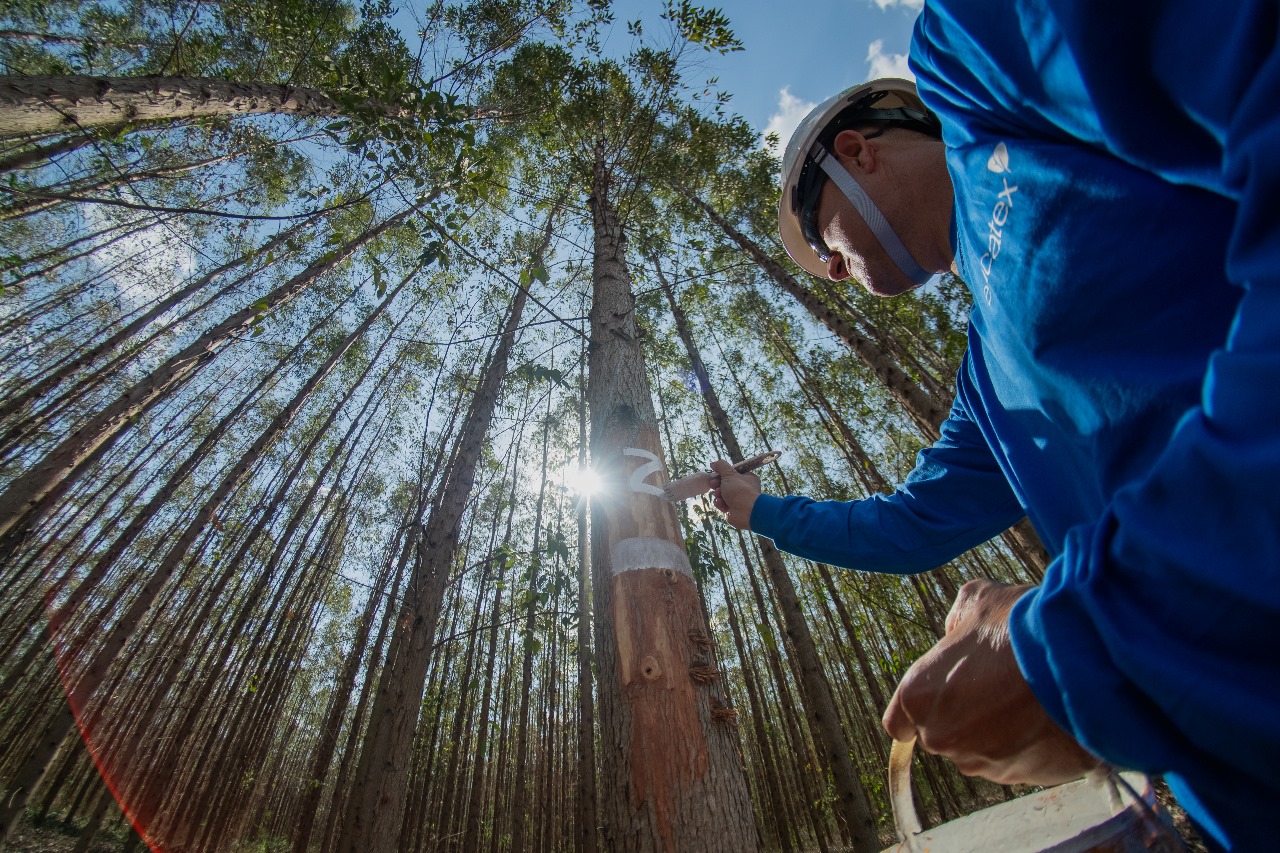 Com forte tendência para investimentos em 2025, setor de florestas plantadas contribui para alavancar a economia do Brasil e reforça diretrizes ambientais