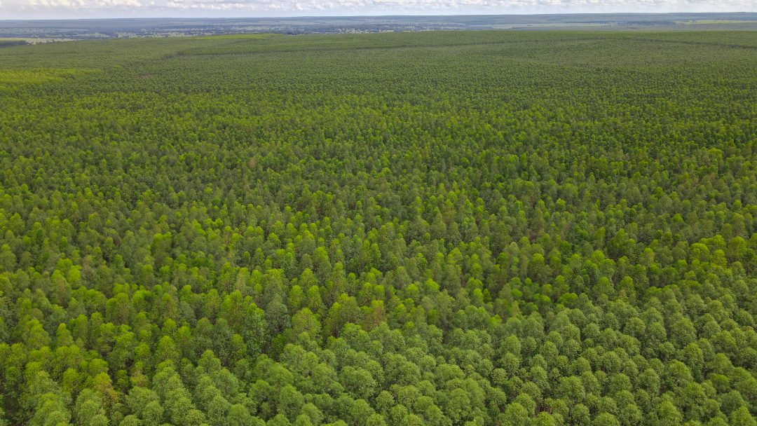 Com forte tendência para investimentos em 2025, setor de florestas plantadas contribui para alavancar a economia do Brasil e reforça diretrizes ambientais