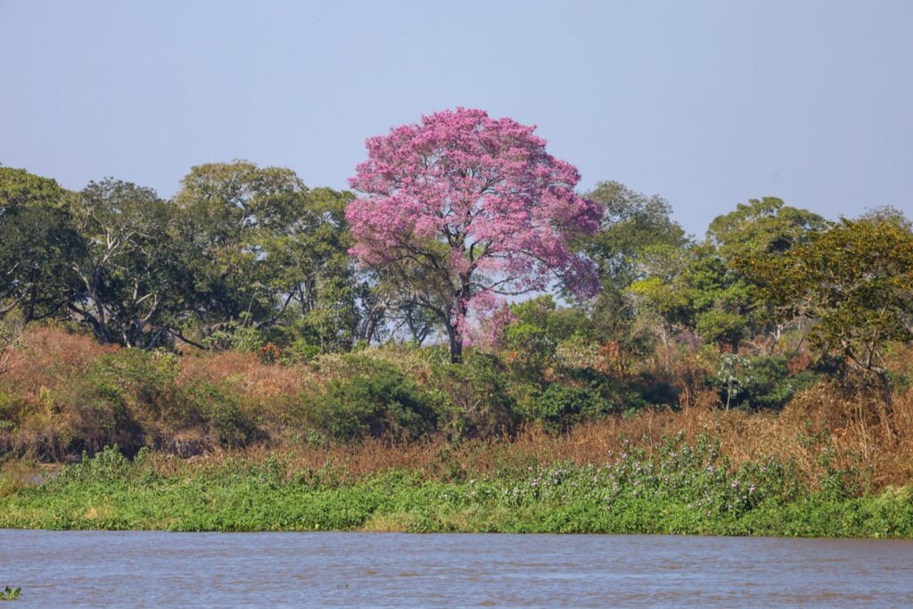 Fundo Clima Pantanal é regulamentado com R$ 40 milhões para preservar o bioma em MS