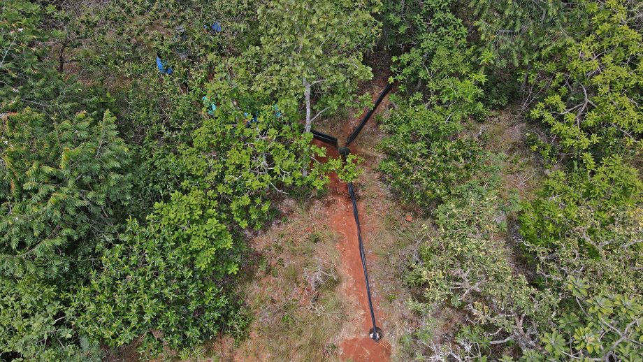 Nova espécie de Perereca Macaco é descoberta no Parque do Pombo em Três Lagoas