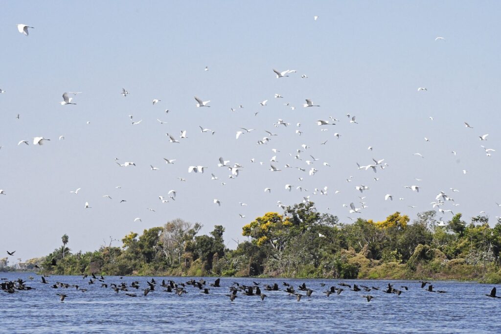 Fundo Clima Pantanal é regulamentado com R$ 40 milhões para preservar o bioma em MS