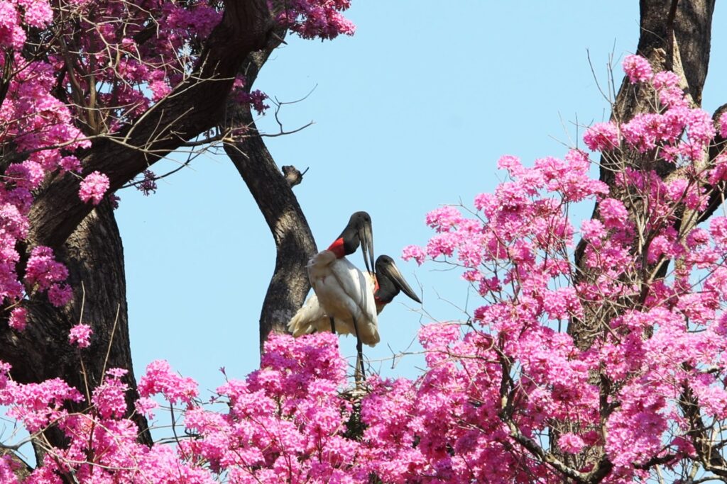 Fundo Clima Pantanal é regulamentado com R$ 40 milhões para preservar o bioma em MS