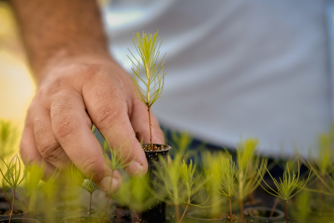 Com forte tendência para investimentos em 2025, setor de florestas plantadas contribui para alavancar a economia do Brasil e reforça diretrizes ambientais