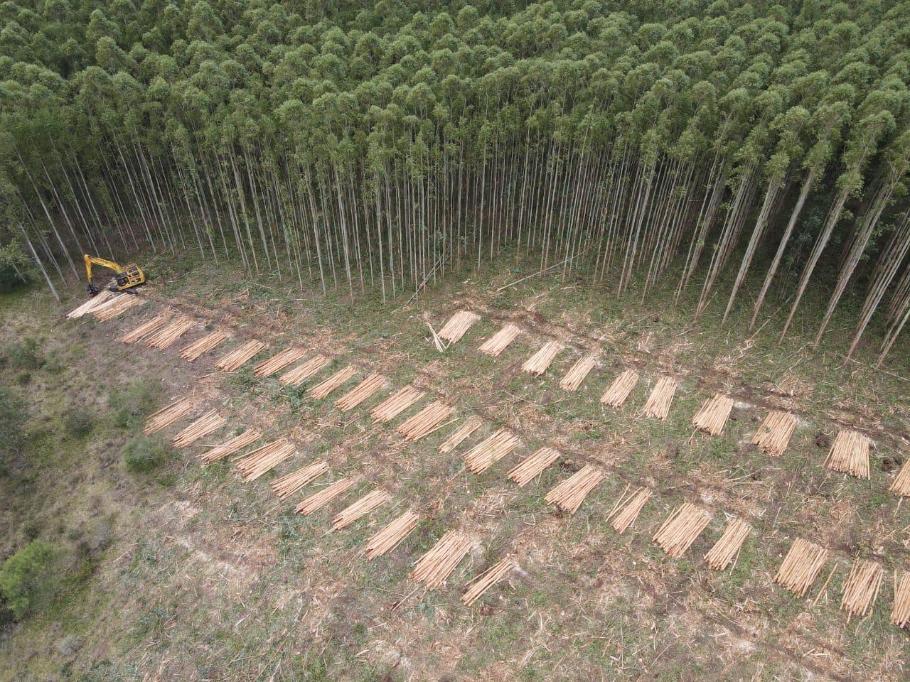 Com forte tendência para investimentos em 2025, setor de florestas plantadas contribui para alavancar a economia do Brasil e reforça diretrizes ambientais