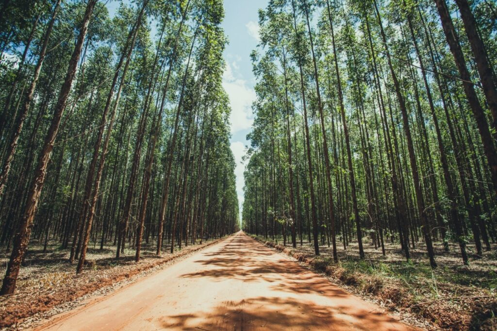 No Roda Viva, governador de MS afirma que Estado vai atingir meta de carbono neutro até 2030