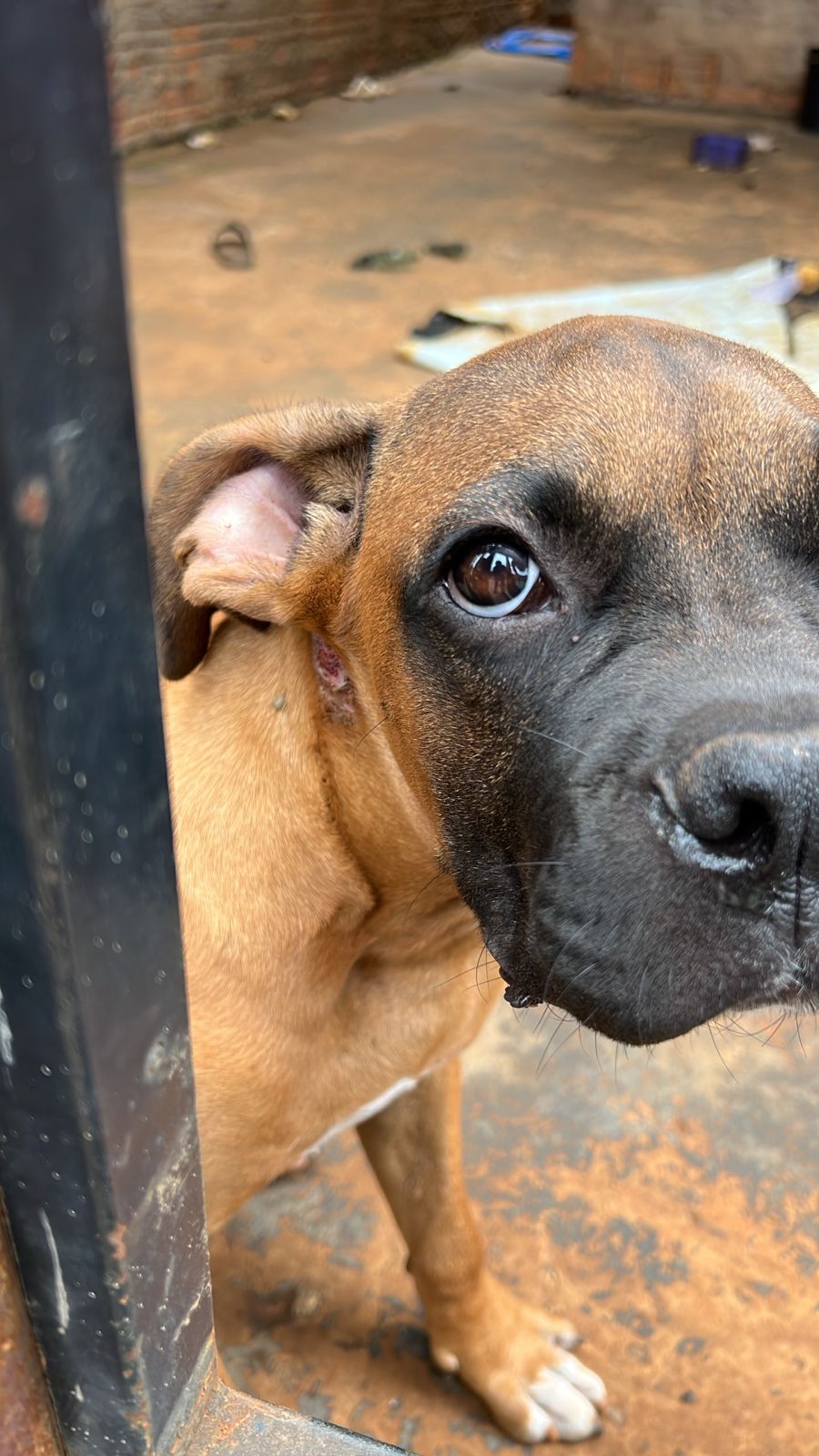 Polícia Civil prende homem em flagrante por maus tratos a filhotes de cachorros