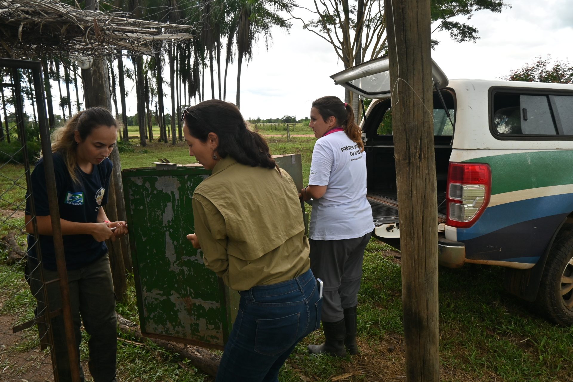 Responsabilidade ambiental: tamanduás tratados pelo Imasul ganham nova chance na natureza