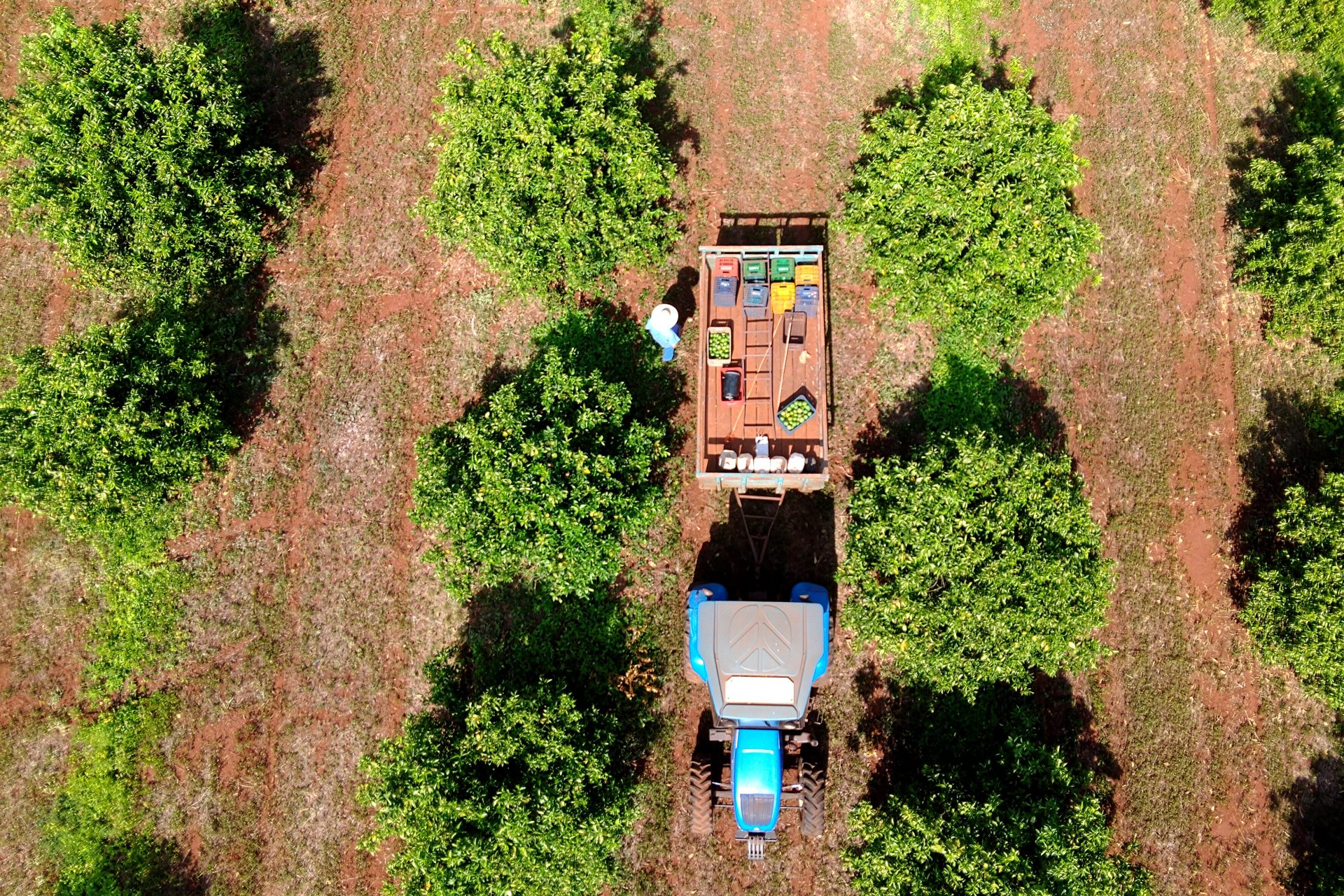 Nova fronteira: citricultura abre oportunidades e muda a vida de trabalhadores em Mato Grosso do Sul