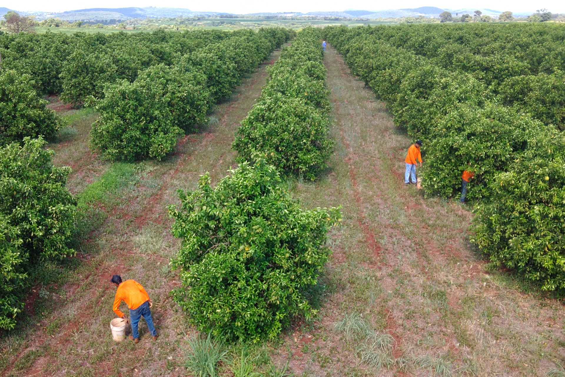 Nova fronteira: citricultura abre oportunidades e muda a vida de trabalhadores em Mato Grosso do Sul