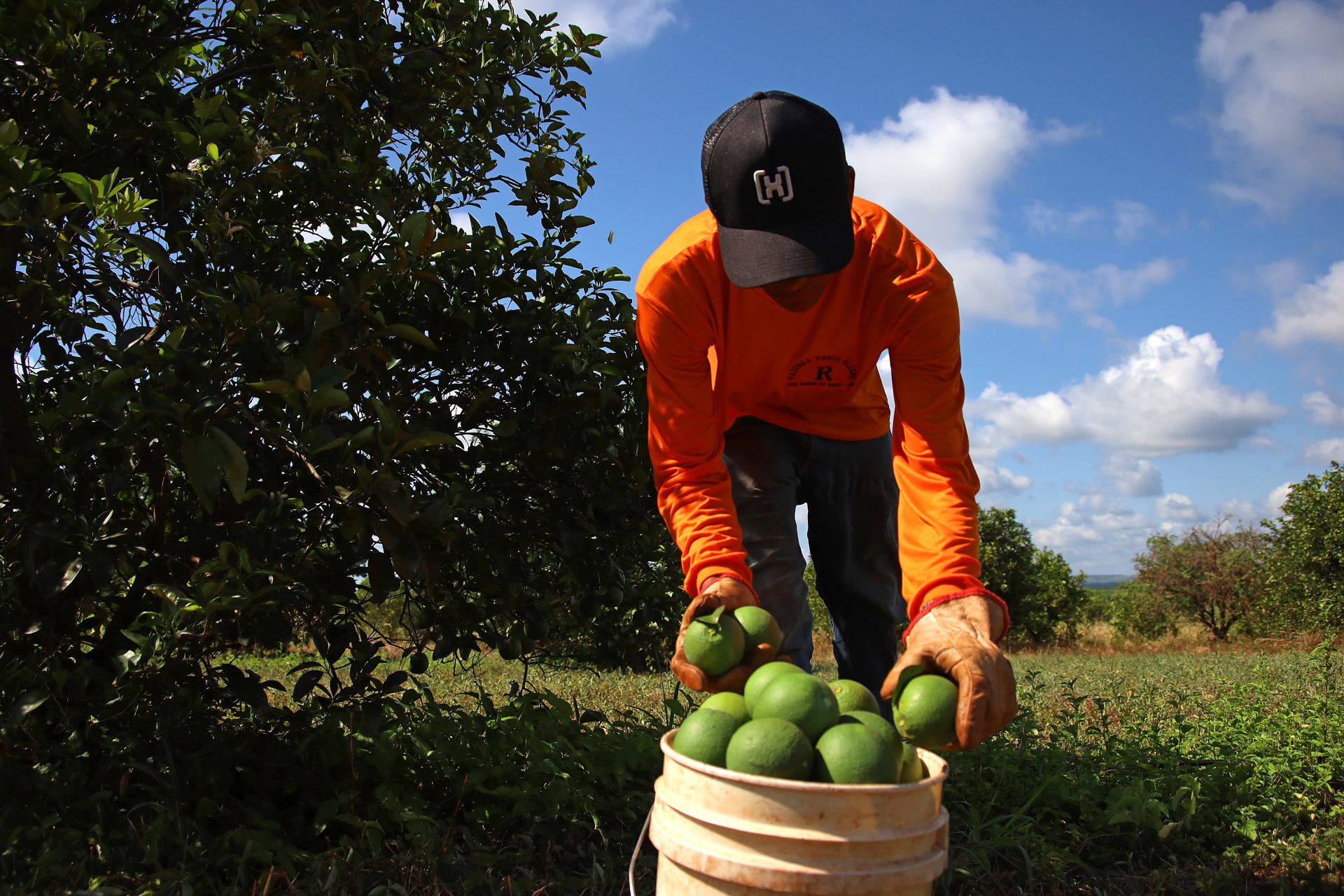 Nova fronteira: citricultura abre oportunidades e muda a vida de trabalhadores em Mato Grosso do Sul