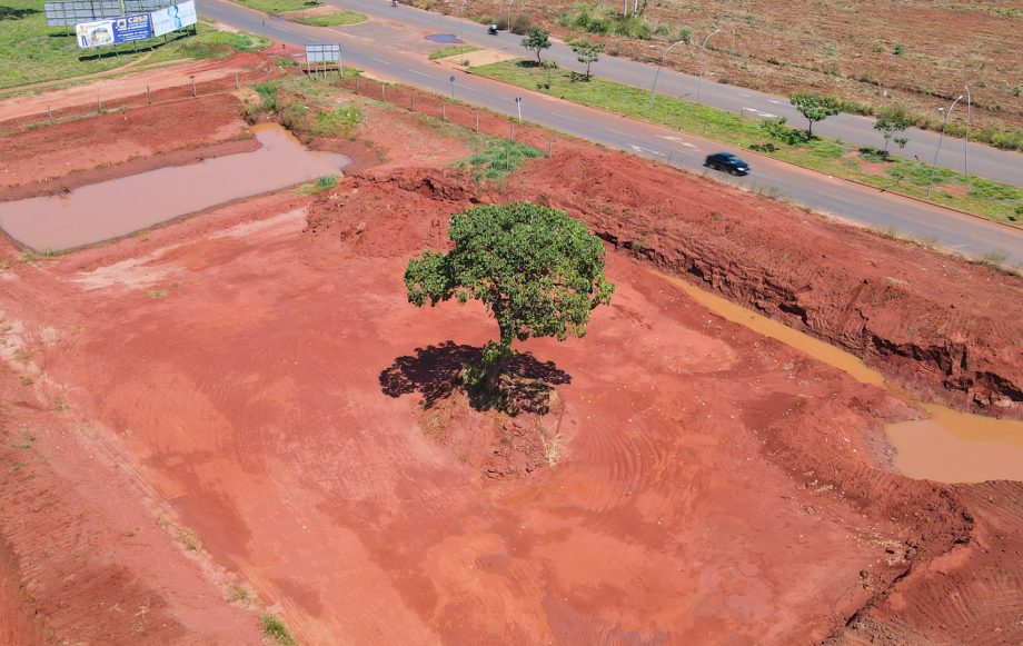 Prefeitura de Três Lagoas vai mudar árvore de 8 metros de altura de lugar