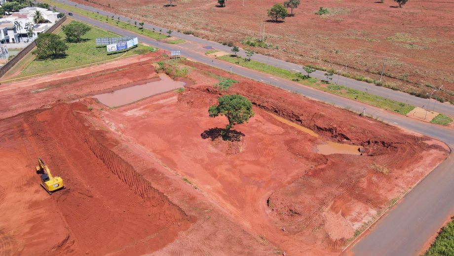 Prefeitura de Três Lagoas vai mudar árvore de 8 metros de altura de lugar