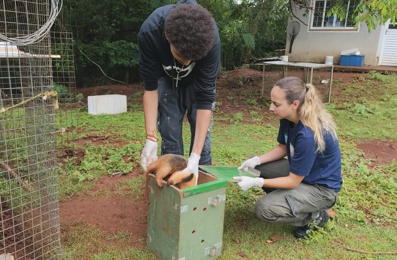 Responsabilidade ambiental: tamanduás tratados pelo Imasul ganham nova chance na natureza