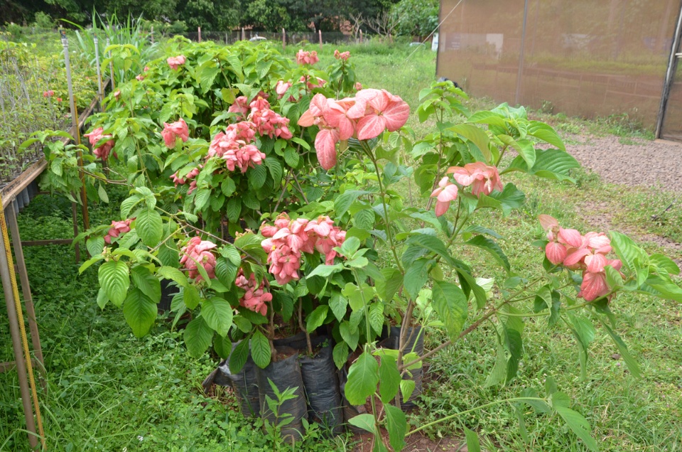 Áreas Verdes de Três Lagoas ganharão novas espécies de árvores Áreas Verdes de Três Lagoas ganharão novas espécies de árvores