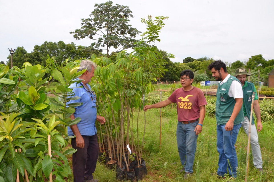 Áreas Verdes de Três Lagoas ganharão novas espécies de árvores Áreas Verdes de Três Lagoas ganharão novas espécies de árvores