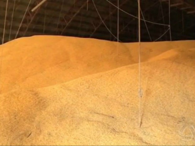 Soja em grãos lidera as exportações de MS (Foto: Arquivo)

