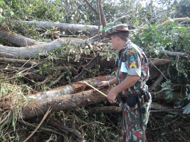 As derrubadas estavam sendo executadas com uso de máquinas de esteira e muitas árvores de grande porte foram destruídas (Foto: Divulgação/PMA)