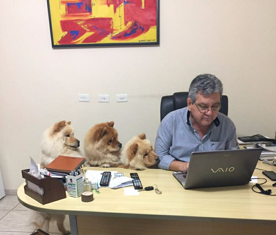 Jornalista Ricardo Ojeda, diretor do Perfil News, com seus três cães da raça chow chow. (Foto: Perfil News - Arquivo). 