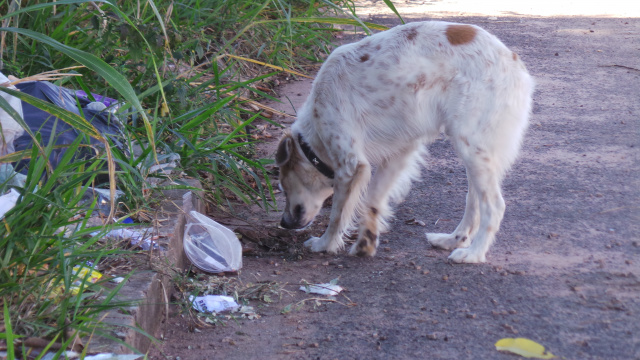 Animais e até moradores de ruas reviram o lixo em procurando comida (Foto: Ricardo Ojeda)