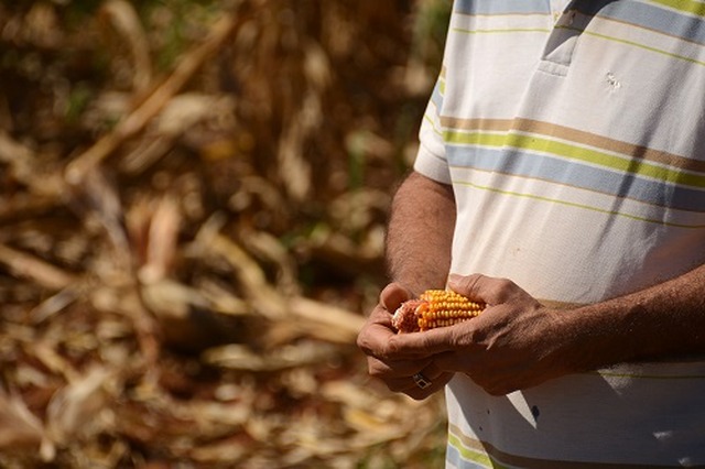Milho segunda safra foi cultivado em 1,7 milhões de hectares no MS - Foto: Álvaro Rezende / Correio do Estado
