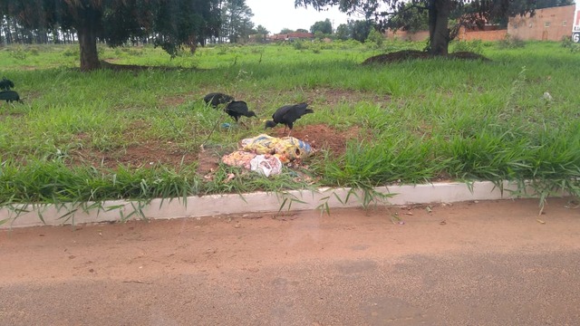 Foto de hoje de restos de carne descartados nas proximidades da cabeceira da pista do Aeroporto. Foto: Sayuri Baez.