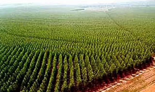 O MS possui mais de 800 mil hectares plantados de eucalipto. (Foto: Divulgação)