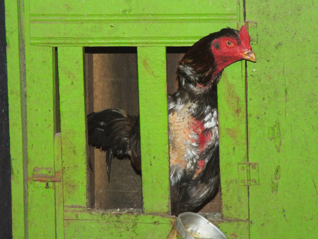 Os animais eram mantidos confinados individualmente em gaiolas com tamanho médio de 70,0 cm x 70,0 cm (Foto: Assessoria)