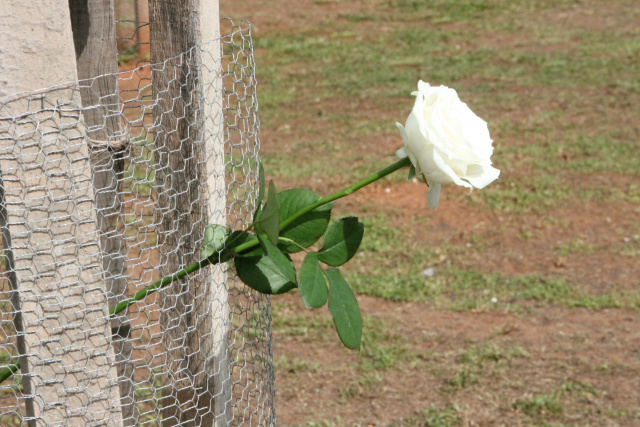 Rosas brancas foram depositadas, nas árvores que representam as vítimas. (Foto: Patrícia Miranda)