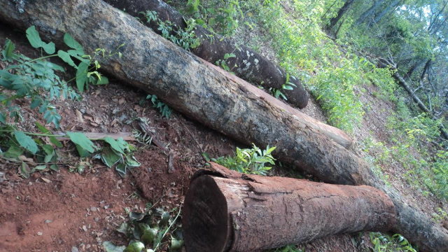O pecuarista, morador em Nova Andradina, explorava madeira e fazia desmatamento ilegalmente em Ribas do Rio Pardo (Foto: Divulgação)