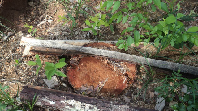 Foram derrubadas árvores de “faveiro”, “angico”, “ipê” e várias outras espécies (Foto: Divulgação)