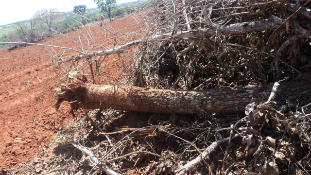 Uma área de mata estava sendo renovada e desmatada para a exploração da madeira, sem autorização ambiental (Foto: Divulgação)